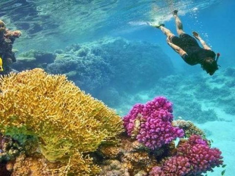 Snorkeling tour to Sharm El-Luli Bay