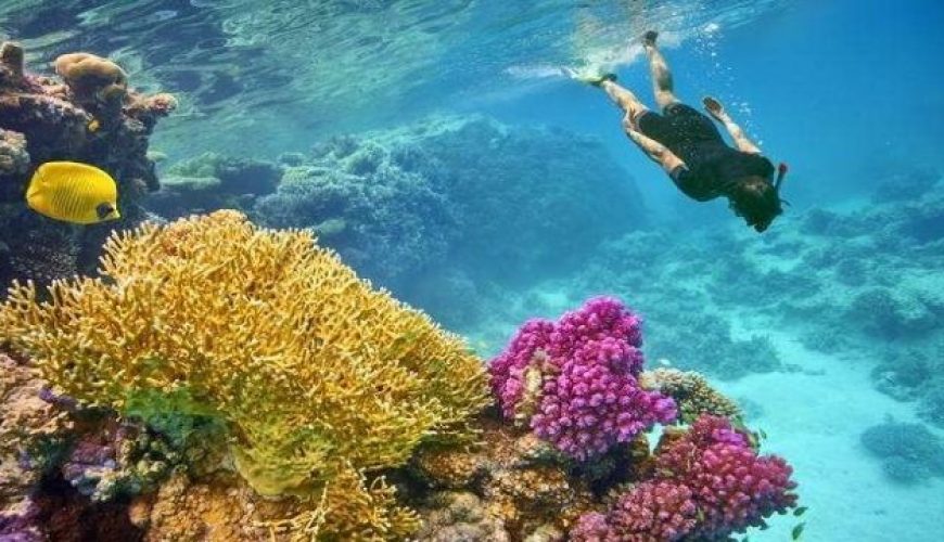 Snorkeling tour to Sharm El-Luli Bay