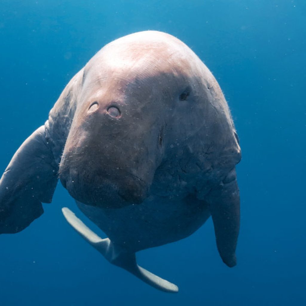 Abu Dabbab Bay Turtle | Dugong manatee excursion from Hurghada
