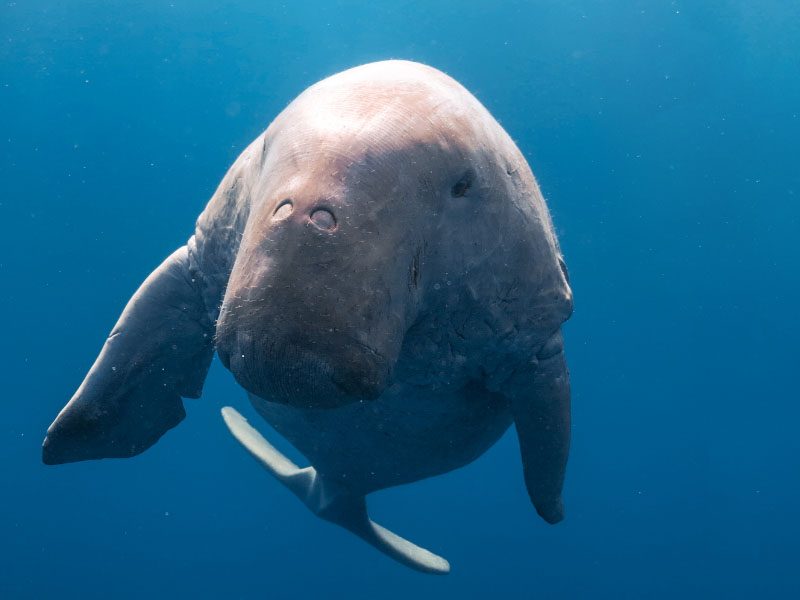 Abu Dabbab Bay Turtle | Dugong manatee excursion from Hurghada