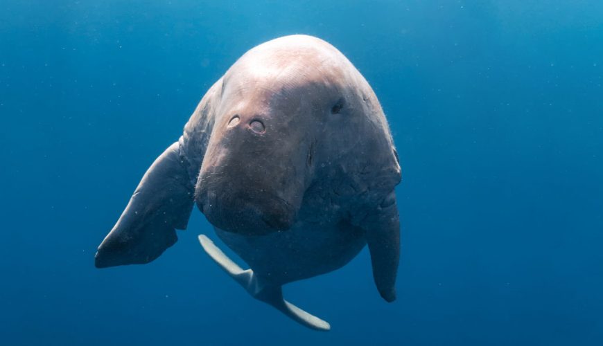 Abu Dabbab Bay Turtle | Dugong manatee excursion from Hurghada
