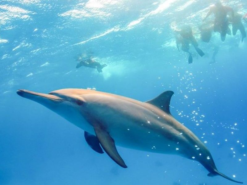 Samadai Dolphin House