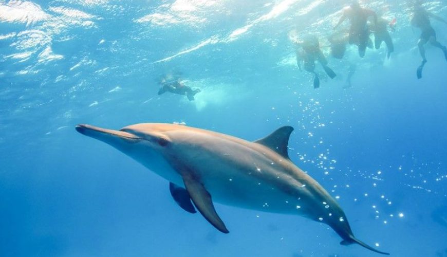 Samadai Dolphin House