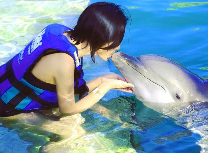 Dolphin Show – Dolphinarium – Hurghada
