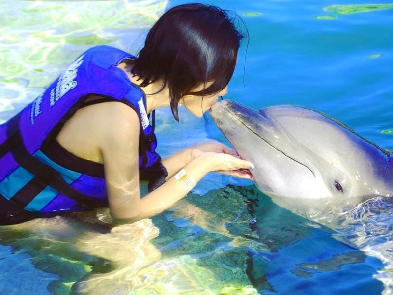 Dolphin Show – Dolphinarium – Hurghada