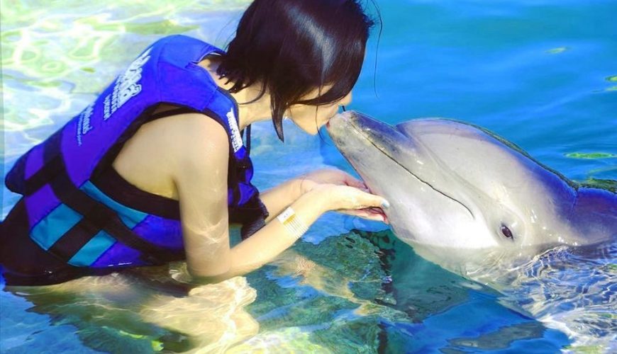 Dolphin Show – Dolphinarium – Hurghada