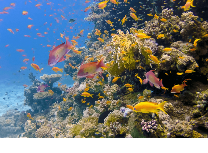 Sharm El Naga bay Snorkeling Trip with Lunch from Hurghada