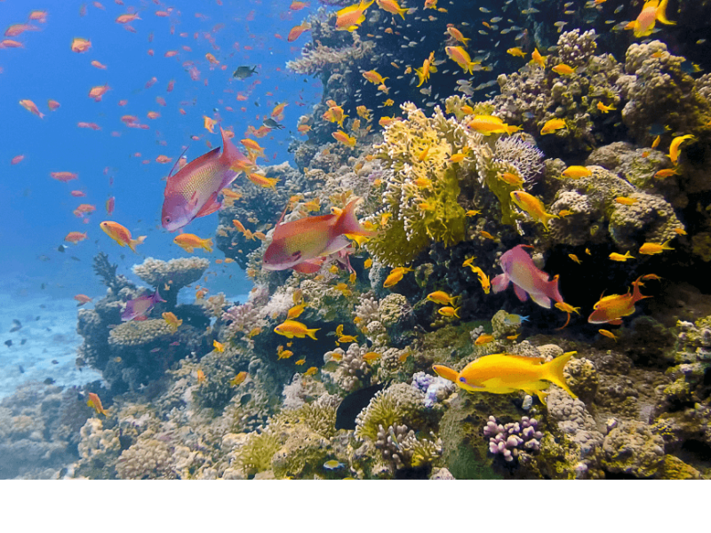 Sharm El Naga bay Snorkeling Trip with Lunch from Hurghada