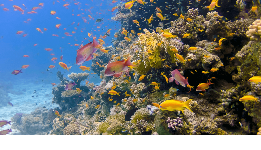 Sharm El Naga bay Snorkeling Trip with Lunch from Hurghada